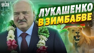 Таракан-путешественник: Лукашенко устроил позорное шоу в Зимбабве