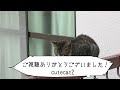 野良猫かつ緒　激しい雨と雷が鳴り響く夜ピカッと光った瞬間のかつ緒の姿は？