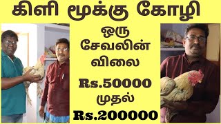 Kilimooku Seval \u0026 Koli Business Plan In Tamil | Kilimooku Seval Income | Eden TV Business