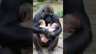 Baby twins take good care of gorillas. #cute #lovely #baby #gorilla #gorillababy #animals