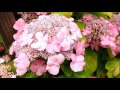 美味しい神奈川ken oh delicious kanagawaken oh 相模原北公園紫陽花sagamihara north park hydrangea