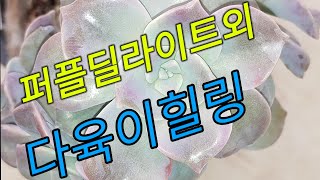 (ENG)다육이 종류와 이쁜모습. 차 한잔 하면서 잠시 다육이와 함께 휴식의 시간을 만들어 보세요,Succulents, plant