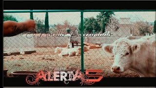 El Novillo Despuntado [Vídeo Oficial] - Grupo Alerta Cinco