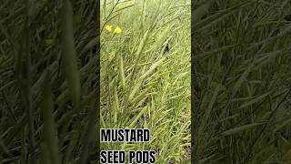 #Mustard Seed Pods@Amazing World Views