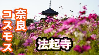 奈良お散歩　法輪寺・法起寺　コスモス　SONYα7C