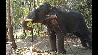 വടക്കുംനാഥൻറെ സ്വന്തം  ഗണപതി!!! | വടക്കുംനാഥൻ ഗണപതി | VADAKKUMNATHAN GANAPATHI ELEPHANT