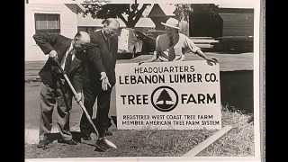 The Beginnings of a new idea   The American Tree Farm System