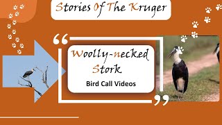 African Woolly-necked Stork Video - Foraging On The S92 Near Olifants (Ciconia microscelis)