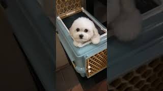 🐶可愛小幼犬比熊。王子與公主寵物美容