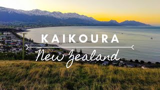 Dolphins & Sperm Whale | Kaikoura | New Zealand 2019