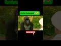 which is real gorilla viral_video shorts