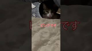 猫のお鼻はピンクです【あずきとおはぎ】#shorts