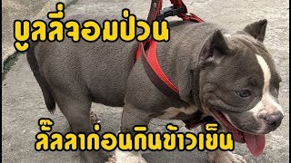 คลิปหมาอเมริกันบูลลี่จอมป่วน ลั๊ลลาก่อนกินข้าวเย็น [American Bully]