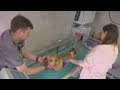 Polish vets help treat pets of Ukraine refugees