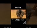 【さくら日記】お喋りな猫＃shorts