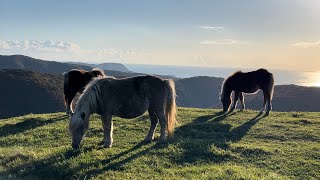 北海道道産子は野生の馬★汐首山の朝