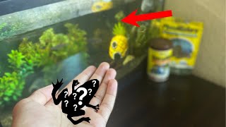 Buying the COOLEST CREATURE for MY TANK!!