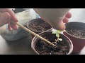 Potting up winter sown flower seedlings