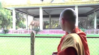 Ven. Ariyakitthi Bhante, Ven. Saccananda and his mom visited White Elephant