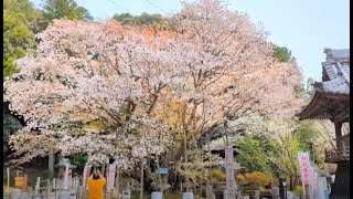 【これ1本だけ‼　中将姫誓願桜（ちゅうじょうひめせいがんざくら）】　ヤマザクラの変種、これ1本しかない貴重な品種　岐阜市　　2023年3月27日（木）　　Gifu-Japan