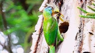 五色鳥育雛 --- 異色的公鳥     (台北植物園, 2019年6月30日)