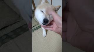 【柴犬】顔を撫でられる柴犬#柴犬