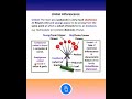 what is umbel inflorescence morphology of flowering plants class 11 kvs pgt biology