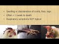 what is highly pathogenic avian influenza