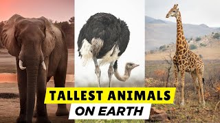 Top 10 Tallest Animals in the Wild – You Won't Believe Who's #1!