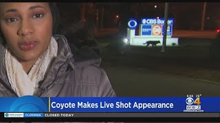 Coyote wanders into live report on WBZ-TV
