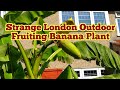 Growing Outdoor Banana Plants In London / Global Warming / Allotment Fruit Orchard