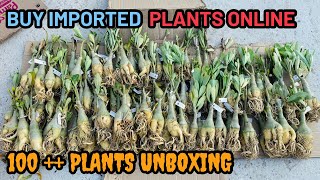 Buy Imported Adenium Plant Online || 100 ++ Plants Unboxing And Colours || All India Home Delivery