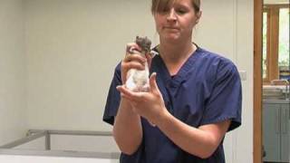 Handling a rat