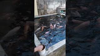 Ikan Nila Kolam Depan Rumah Sistem RAS Tanpa WaterPump Hanya Pakai Aerator Sebagai AirLift