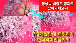 다육이들 새뿌리 딸기다라이 한가득 나게 만드는 배합토 공짜로 받아가세요! 다육식물 새뿌리 잘나는법?!!! 다육이들, SucculentGarden, 다육이키우기,