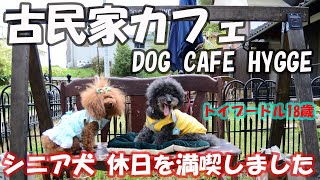 【ドッグカフェ尾道】シニア犬と一緒に古民家ドッグカフェヒュッゲに行きました！ ＃ドッグカフェ ＃広島 ＃尾道 ＃トイプードル18歳 ＃シニア犬 ＃ハイシニア犬