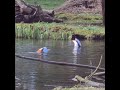 shelduck at ease