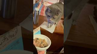 暖かい部屋で晩ごはんを食べる猫…  #cat #風野工房で暮らす雄猫さっちゃんと同居人のおばあちゃんの日々 #保護猫 #風の猫 #さっちゃん #古民家での暮らし