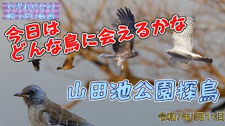 山田池の水が少ない！水鳥大丈夫かな？【山田池公園探鳥】