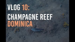 Champagne Reef