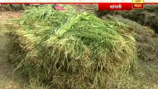 712 सांगली : मारवेल गवतापासून वर्षाला एकरी लाखांचं उत्पन्न