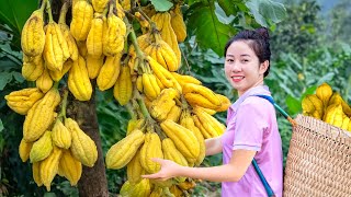 Harvesting Giant Tropical Fruit Hybrid Papaya Go To Market Sell, Daily Farm| Lý Diễm Harvest