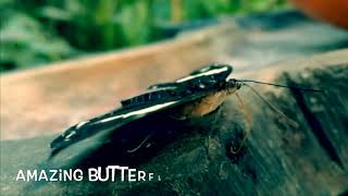 Tropical Butterfly House - Come And Visit For A Winter Warm Up