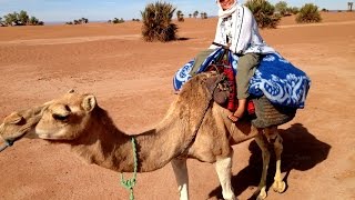 Naik Unta di Gurun Sahara, Maroko