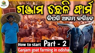 How to start Ganjam goat farm in odisha|New goat farm in odisha|Ganjam breed price|Farming in odisha