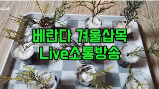 #옥전농부 #아파트 베란다#겨울 삽목 실험#나무#조경수#스카이로켓 #황금실화백#Live소통방송