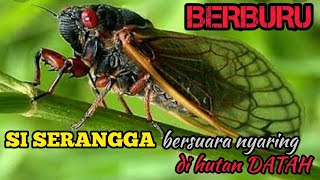 PETUALANG DEWATA ||BERBURU SERANGGA BERSUARA NYARING TONGGERET DIHUTAN DATAH |MUKBANG TONGGERET !!!