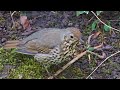 tordo bottaccio canto richiamo per birdwatching