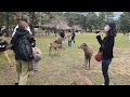 桜と鹿🦌🌸外国人観光客で賑わう【奈良公園】