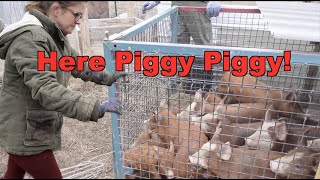 Trapping Piglets and Last Tamworths Born on the Farm!